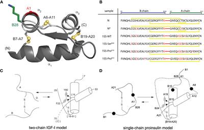 Peptide Model of the Mutant Proinsulin Syndrome. II. Nascent Structure and Biological Implications